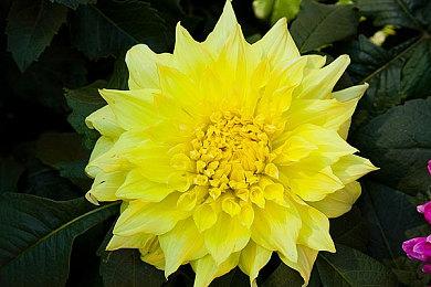 星露谷开发者新作《恐怖巧克力工厂》将有BOSS战